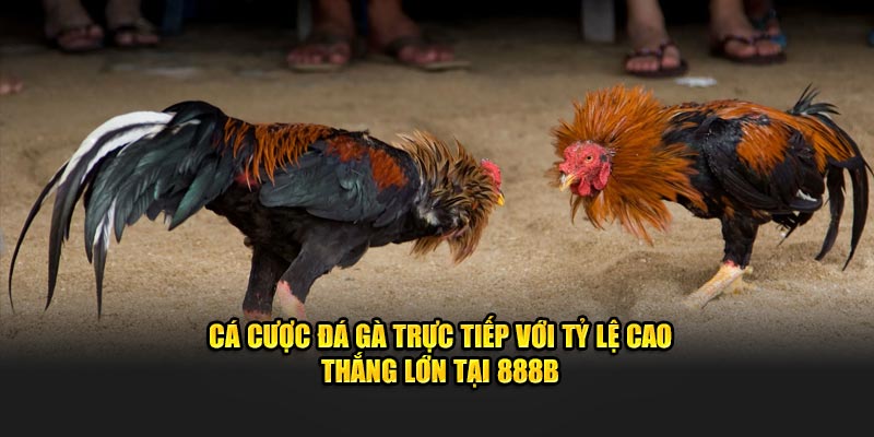 Cá Cược Đá Gà Trực Tiếp Với Tỷ Lệ Cao - Thắng Lớn Tại 888B