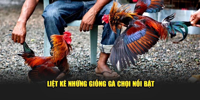 Liệt kê những giống gà chọi nổi bật