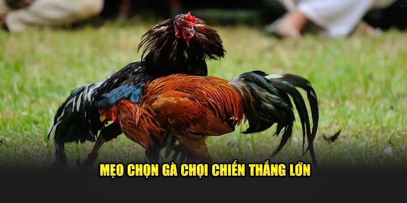 Mẹo chọn gà chọi chiến thắng lớn